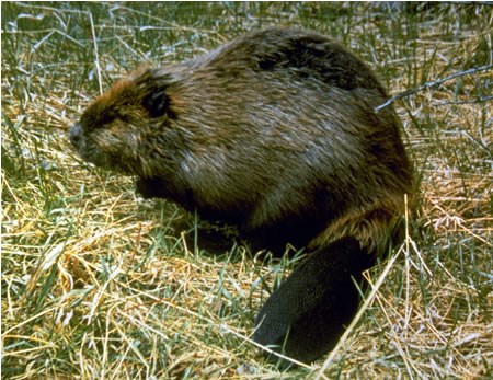 a photo of a beaver