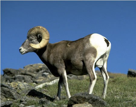 a photo of a bighorn sheep