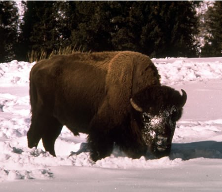 a photo of a bison