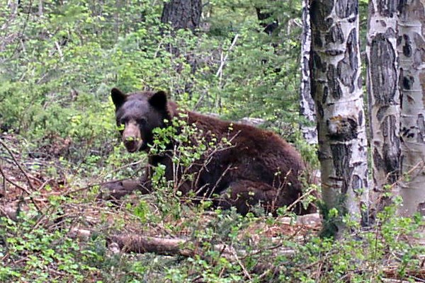 a photo of a black bear