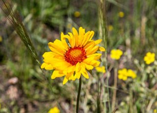 17+ Colorado Yellow Flowers
