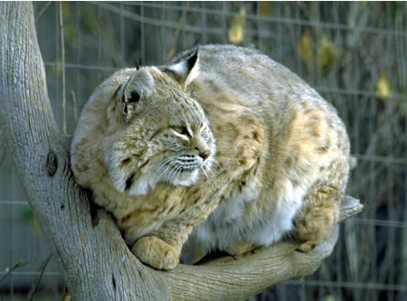 a photo of a bobcat