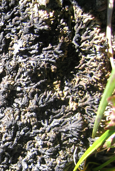 a photo of Brodoa oroarctica