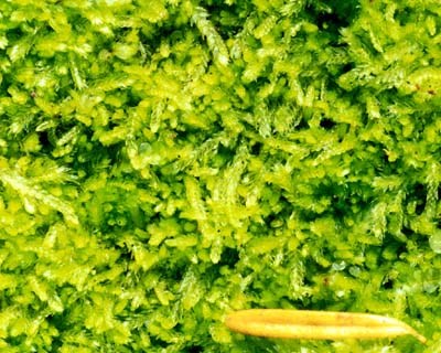 a photo of Cephalozia bicuspidata a photo of Cephalozia bicuspidata