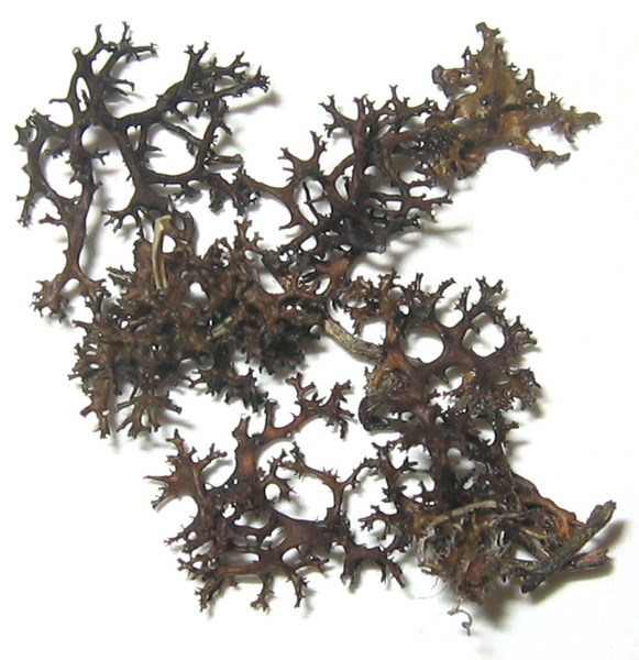 a photo of Cetraria aculeata