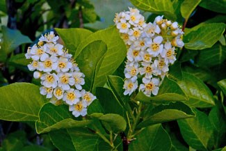 Photo of Chokecherry blossoms