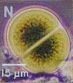 a photo of Chroococcus