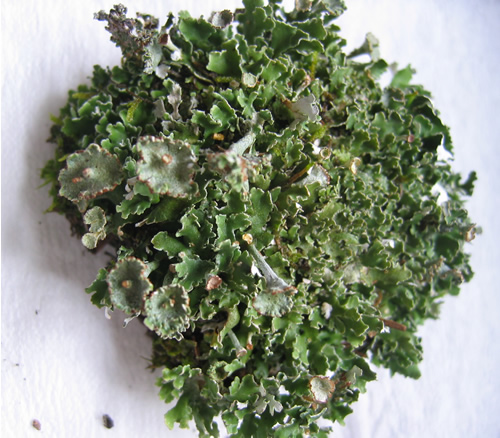 a photo of Cladonia cervicornis
