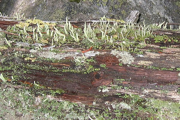 a photo of Cladonia coniocraea