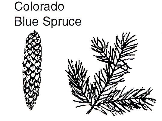 a drawing of a Colorado blue spruce cone and branch