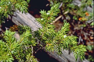 Photo of Common Juniper