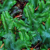 Photo of a Liverwort