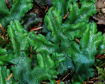 a photo of Conocephalum conicum