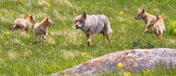 Coyote female and four pups