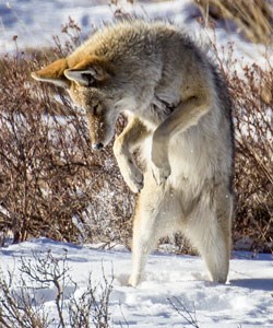 coyote pounces on prey