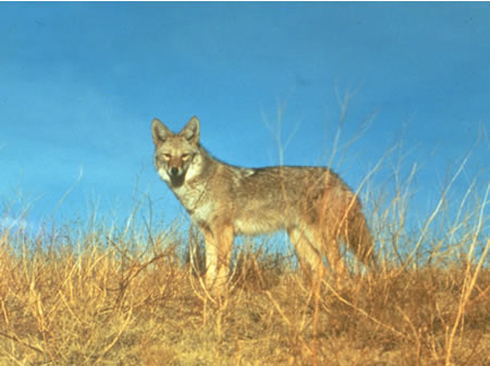a photo of a coyote in summer