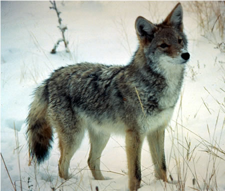 a photo of a coyote in winter