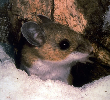 Deer Mouse