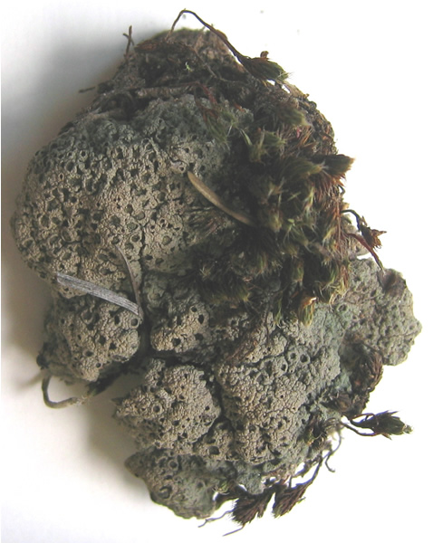 a  photo of Diploschistes muscorum