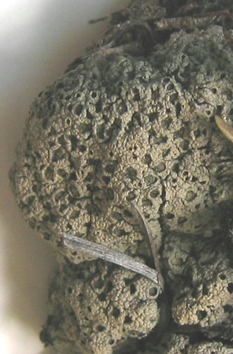 a photo of diploschistes_muscorum_cropped