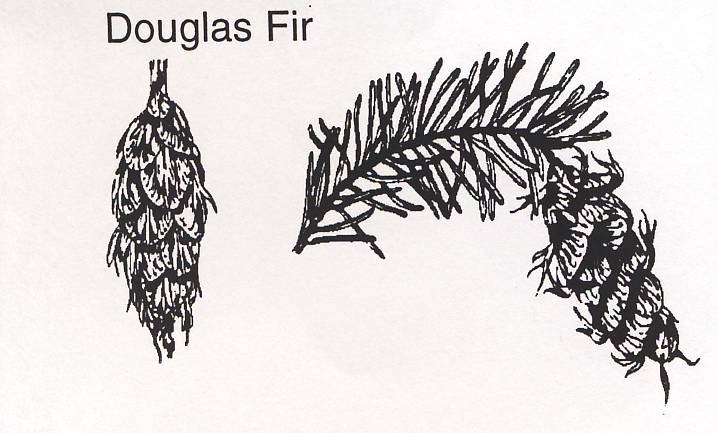 a drawing of a Douglas fir branch and cone