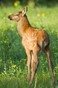 Elk calf