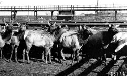 Elk that were reintroduced to the park in 1913-1914