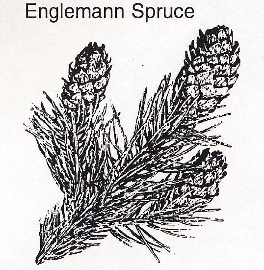 a drawing of an Englemann spruce branch and cones