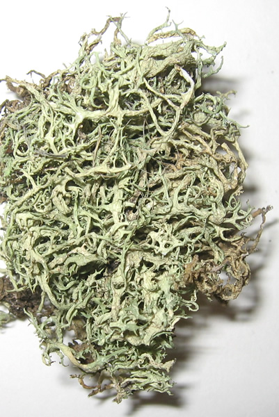 a photo of Evernia divaricata