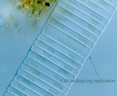 a photo of Fragilaria crotonensis