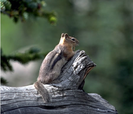 a photo of a golden mantled ground squirrel