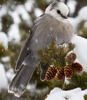 Gray Jay Gray Jay