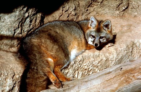 a photo of gray fox