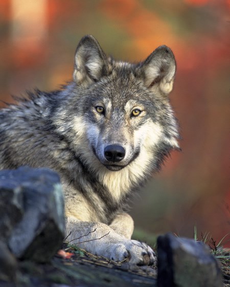 a photo of a gray wolf