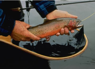 a photo of a greenback cutthroat trout