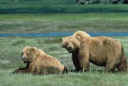 a photo of grizzly bears