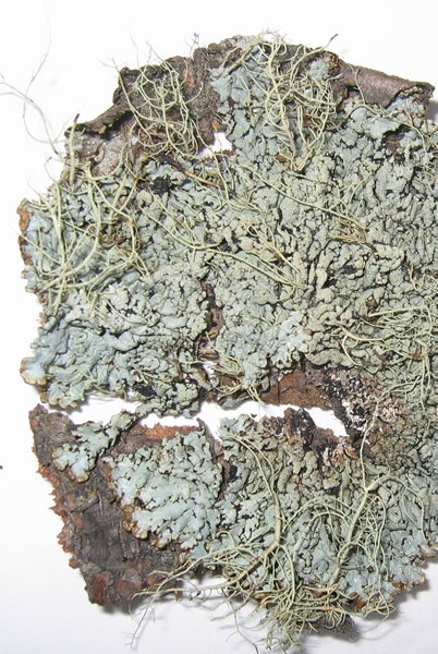 a photo of Hypogymnia farinacea