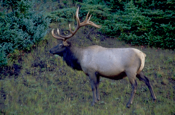 a photo of an elk
