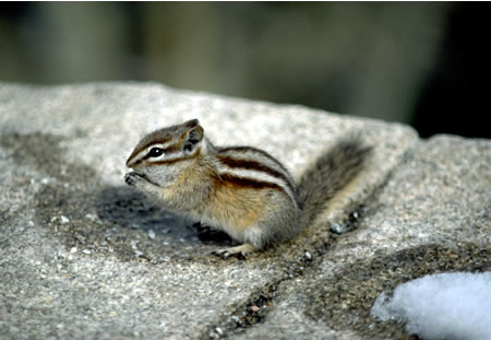 a photo of a least chipmunk
