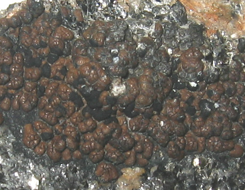 a photo of Lecidea atrobrunnea
