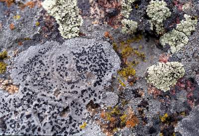 a photo of Lecidea tessellata