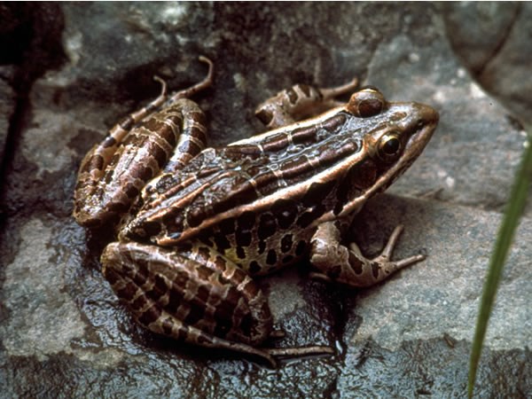 a photo of a Northern Leopard Frog