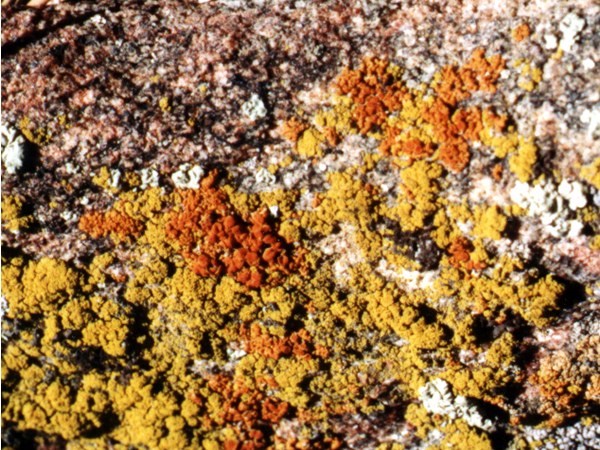 a photo of Caloplaca sp. 1