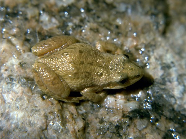 a photo of a chorus frog