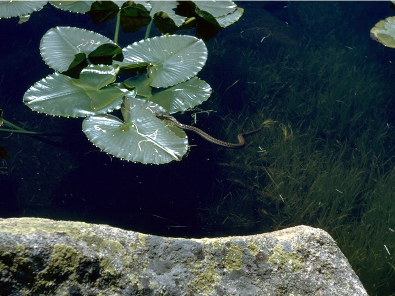 a photo of a garter snake