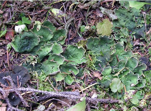 a photo of Peltigera sp.