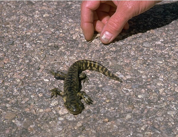 a photo of a tiger salamander