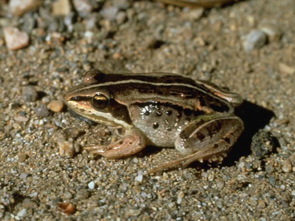 a photo of a wood frog