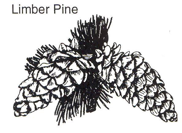 a drawing of a limber pine branch and cones