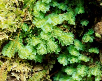 a photo of Lophozia incisa